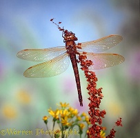 Brown Hawker dragonfly