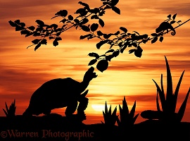 Tortoise at sunset