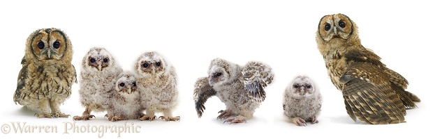 Tawny Owl family
