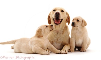 Yellow Labrador with her two puppies