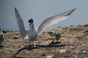 Sandwich Tern and chick