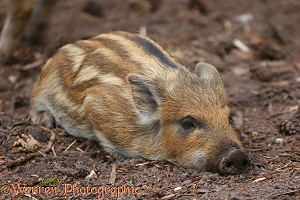 Wild Boar piglet