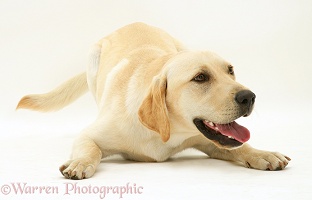 Yellow Labrador dog