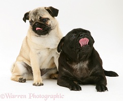 Fawn and black Pugs
