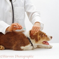 Vaccinating Border Collie pup