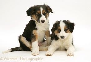 Tricolour Border Collie pups