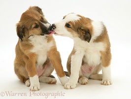 Border Collie pups kissing