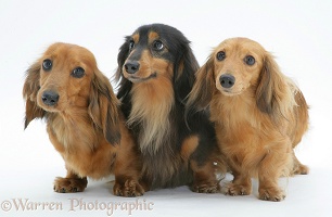 Three miniature longhaired Dachshunds standing