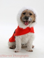 Jack Russell with Christmas coat on