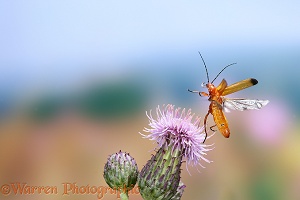 Soldier beetle taking off