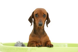 Red miniature Dachshund bitch, paws over