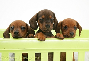 Red miniature Dachshund pups, paws over