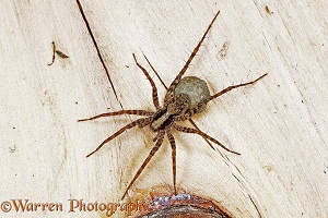 Meadow Spider