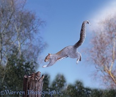 Squirrel jumping