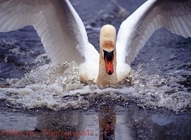Mute Swan landing