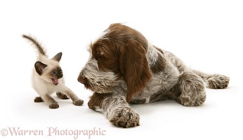 Kitten frightened by Spinone pup