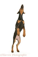 Doberman pup standing up on hind legs