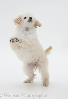 Miniature Poodle pup