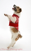 Jack Russell with jersey on