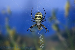 Orb-web Spider
