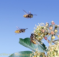 Wasps on ivy