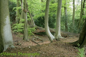 Woodland in spring