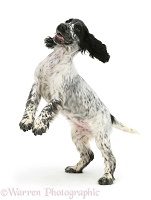Cocker Spaniel pup dancing