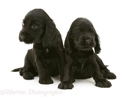 Black Cocker Spaniel pups