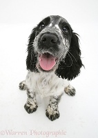 Cocker Spaniel pup looking up