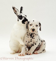 Dalmatian pup and rabbit