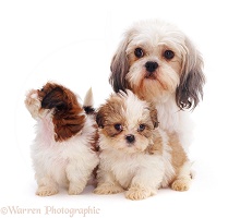 Shih-tzu mother and pups