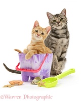 Cats on holiday, with beach bucket and spade