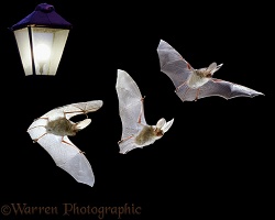 Long-eared Bat flight sequence