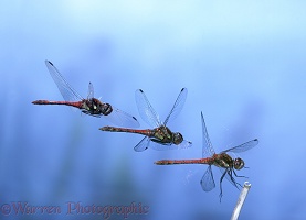 Darter Dragonfly landing multiple exposure