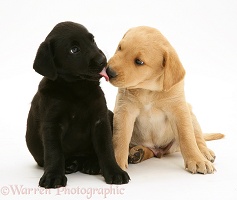 One black and one yellow Labrador pups