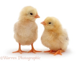Pair of yellow chicks
