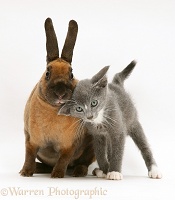 Blue kitten and Rex rabbit