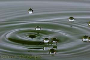 Water drops on the water's surface