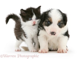 Black-and-white kitten and tricolour Border Collie pup