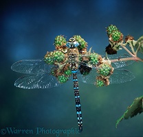Dragonfly on unripe blackberries