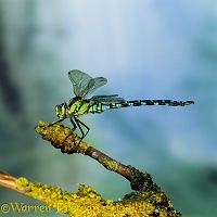 Dragonfly on a twig