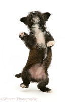 Westie x Jack Russell pup dancing