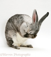 Silver Rex doe rabbit washing her face
