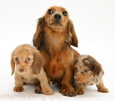 Dachshund with pups