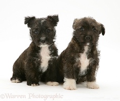 Two Westie x Jack Russell pups