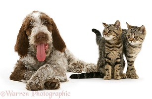 Brown Roan Spinone pup and tabby kittens