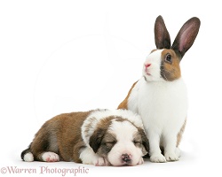 Sable-and-white Border Collie pup with fawn Dutch rabbit