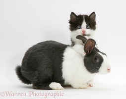 Black-and-white kitten with blue Dutch rabbit