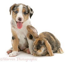 Border Collie pup and Dwarf Lop rabbit