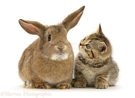 Kitten and rabbit